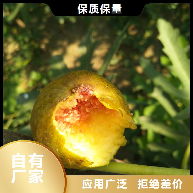 无花果,【杏树苗】实力厂家