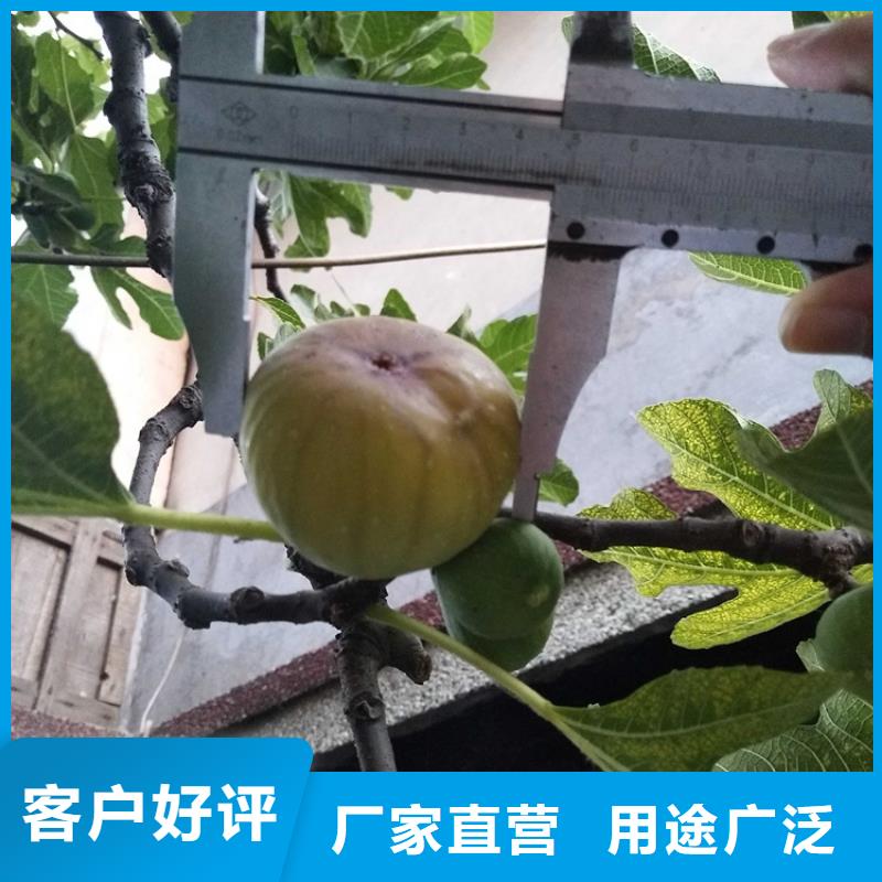 【无花果】桃树苗诚信经营