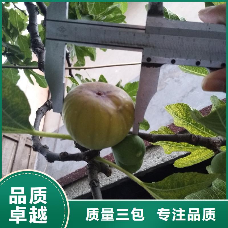 无花果桃树苗应用范围广泛