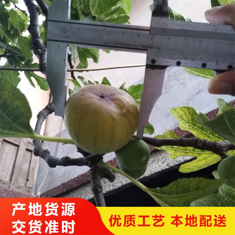 无花果【梨树苗】快速物流发货