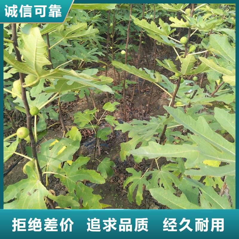 无花果嘎啦苹果用的放心