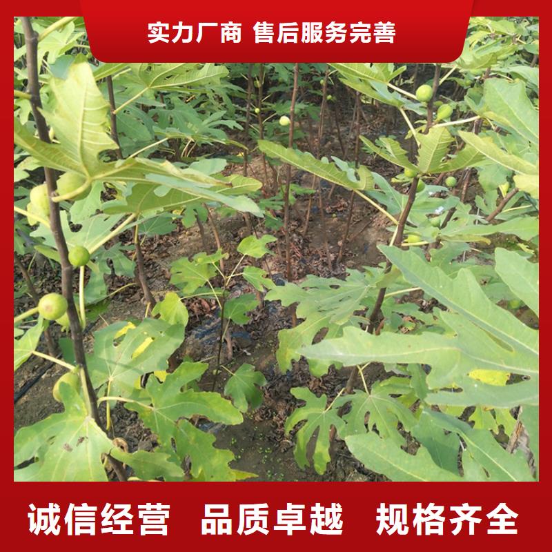 无花果樱桃苗用途广泛