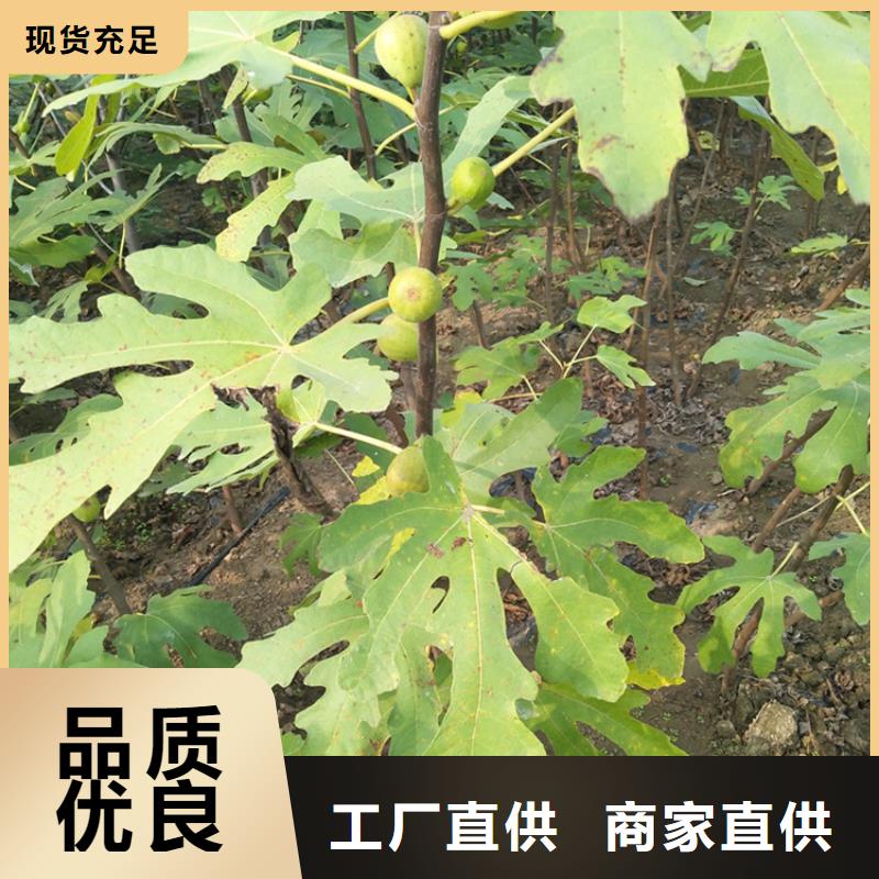 无花果桃树苗专业完善售后