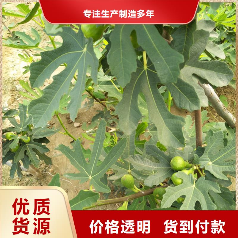 无花果,无花果苗实体厂家