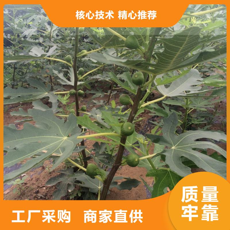 无花果苹果苗工艺成熟