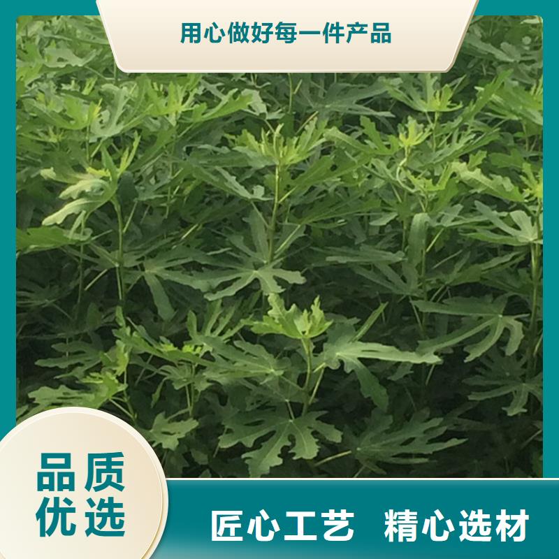 无花果嘎啦苹果产地厂家直销