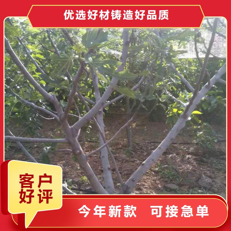 无花果_桃树苗老客户钟爱