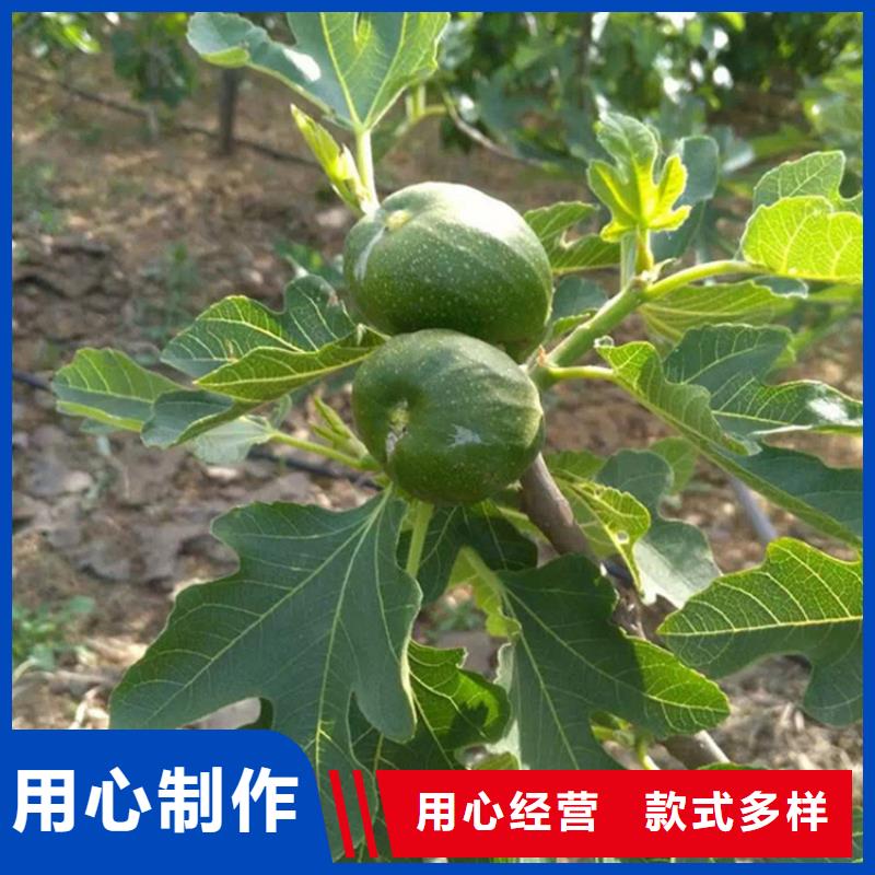 无花果苹果苗厂家直销货源充足