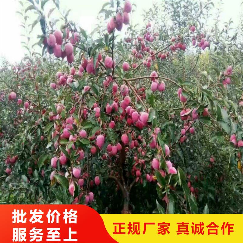 苹果苹果苗支持大小批量采购