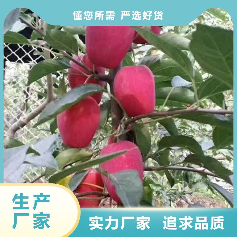 【苹果】3公分石榴苗专业生产制造厂