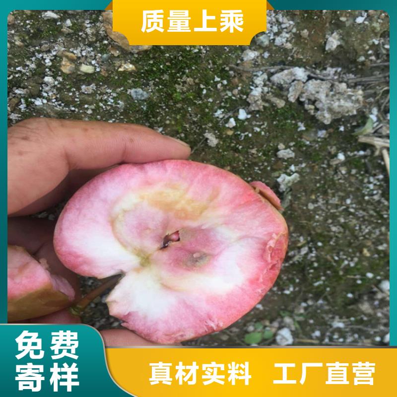 【苹果樱桃苗供您所需】