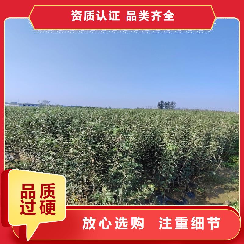 苹果石榴树源头厂商