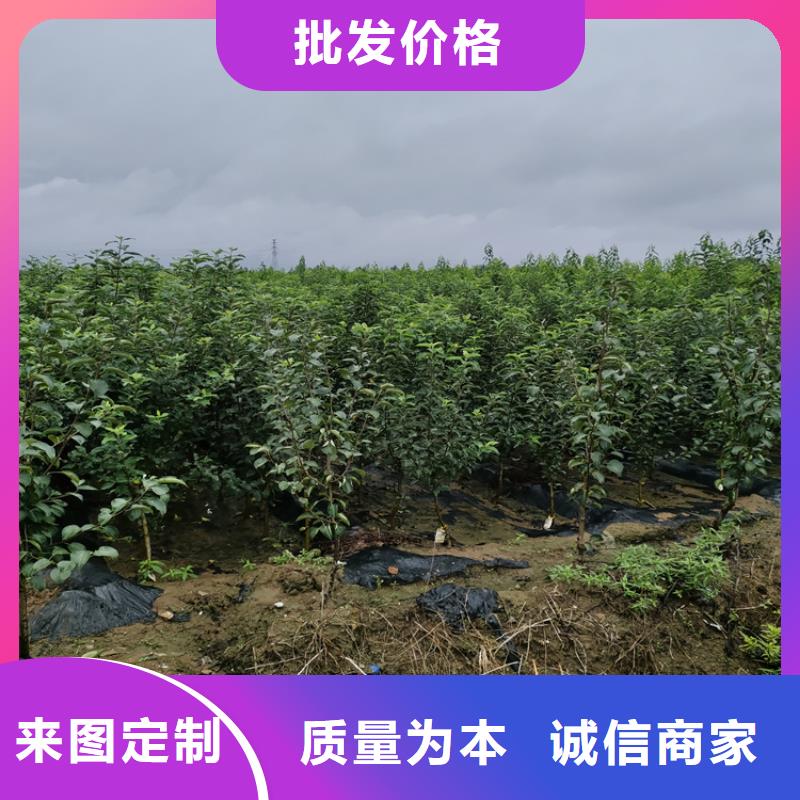 苹果樱桃苗源头厂家量大价优