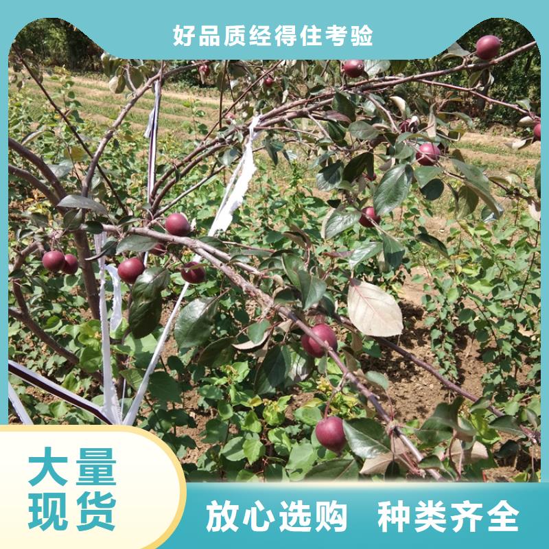 苹果梨树苗按需定制真材实料