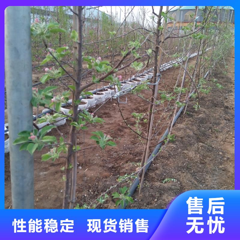 苹果樱桃苗源头厂家量大价优