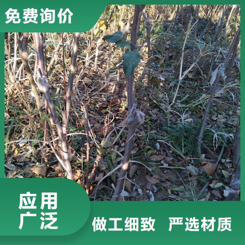 苹果_石榴树价格有优势