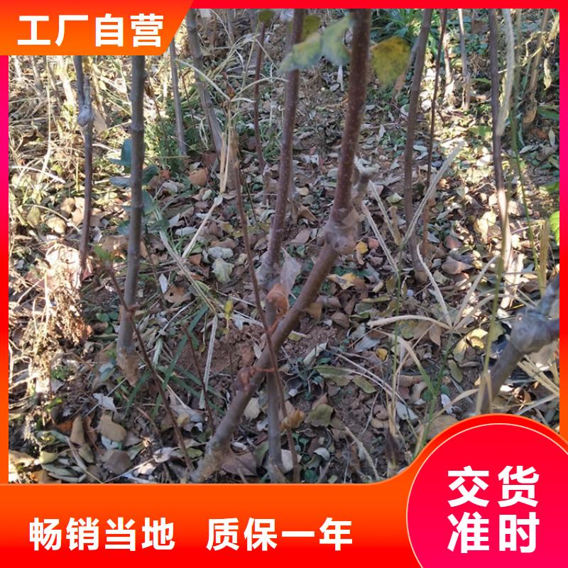 【苹果】,桃树苗常年供应