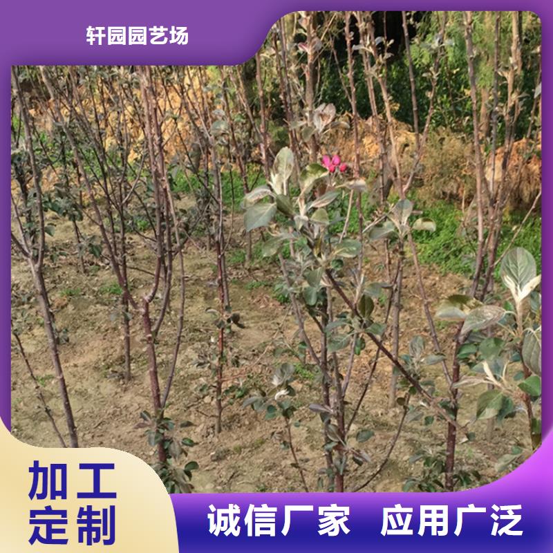 苹果梨树苗按需定制真材实料