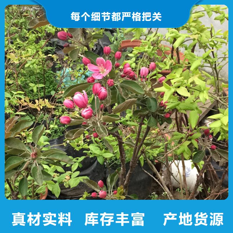 苹果樱桃苗精选货源