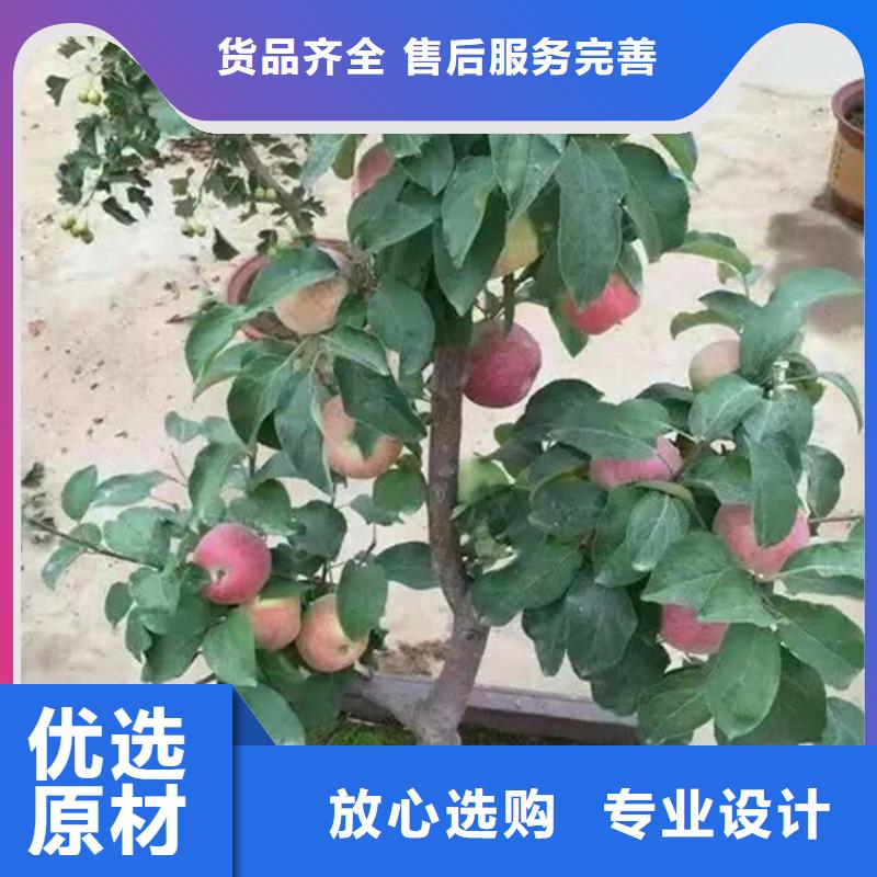 【苹果】苹果苗经验丰富品质可靠