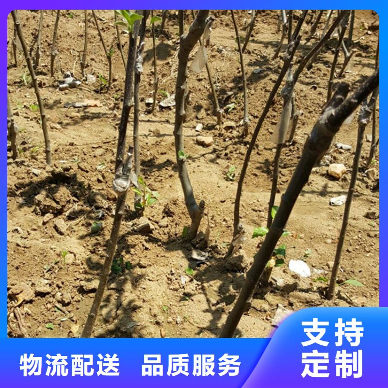 【苹果蓝莓苗质量牢靠】-直供[轩园]