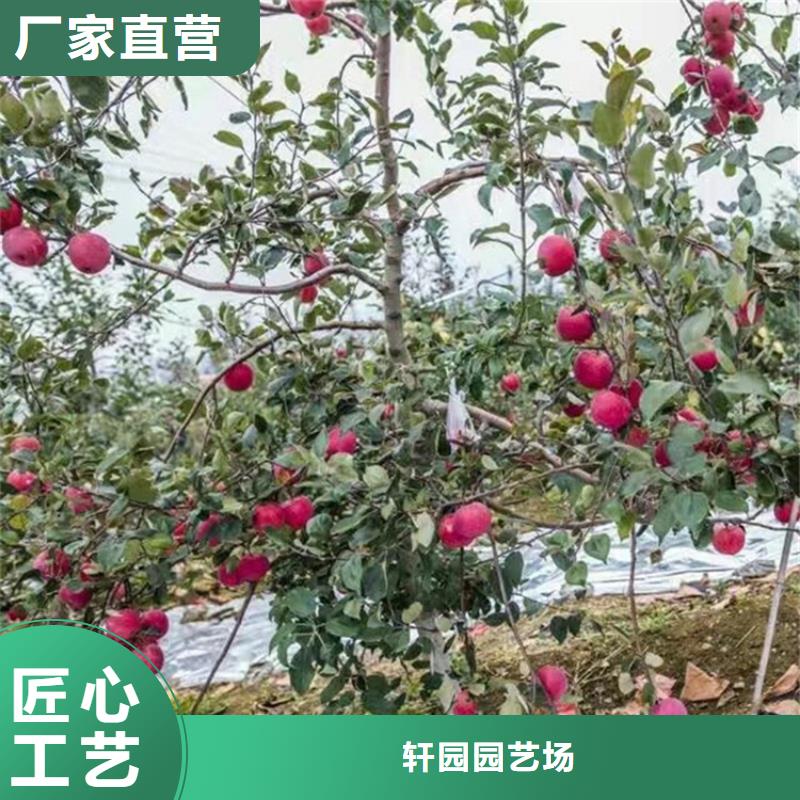 【苹果蓝莓苗质量牢靠】-直供[轩园]