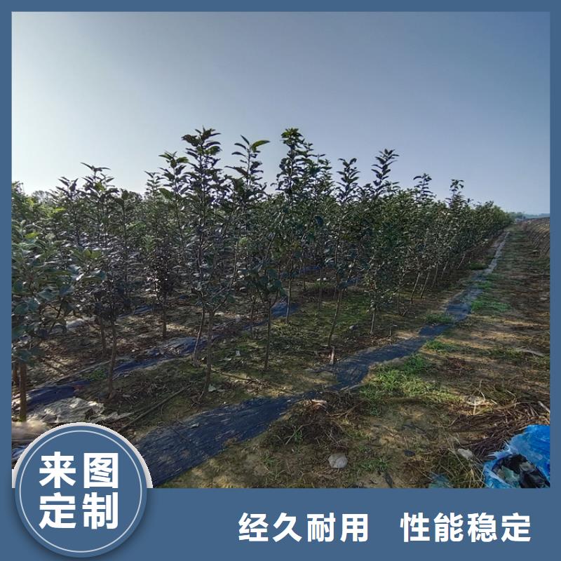 梨树苹果苗高品质诚信厂家