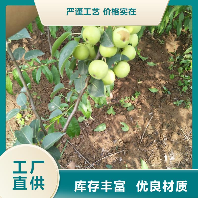 梨树桃树苗种类齐全