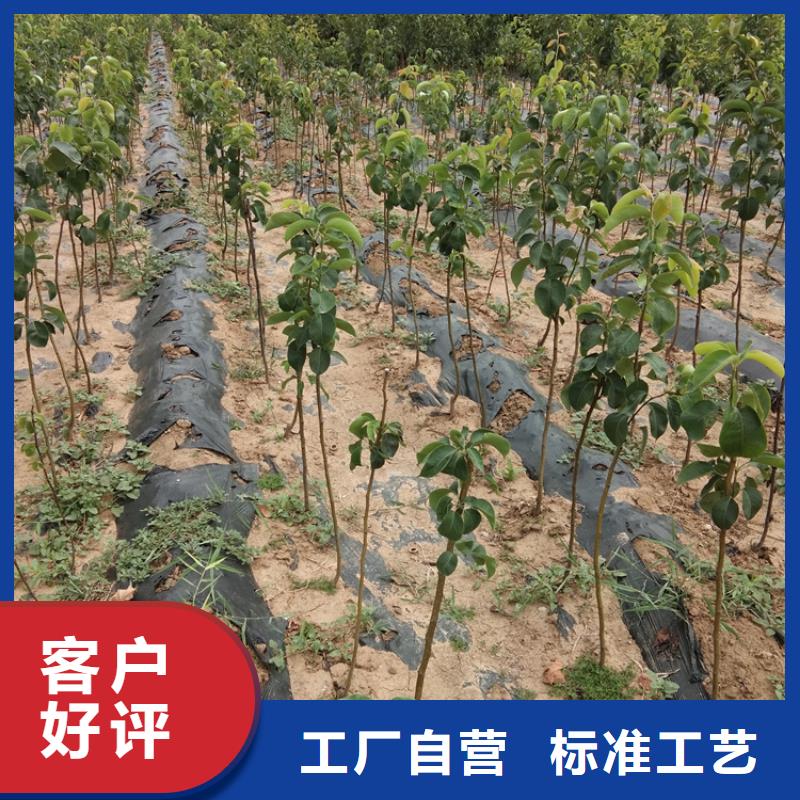 【梨树】-蓝莓苗支持货到付清