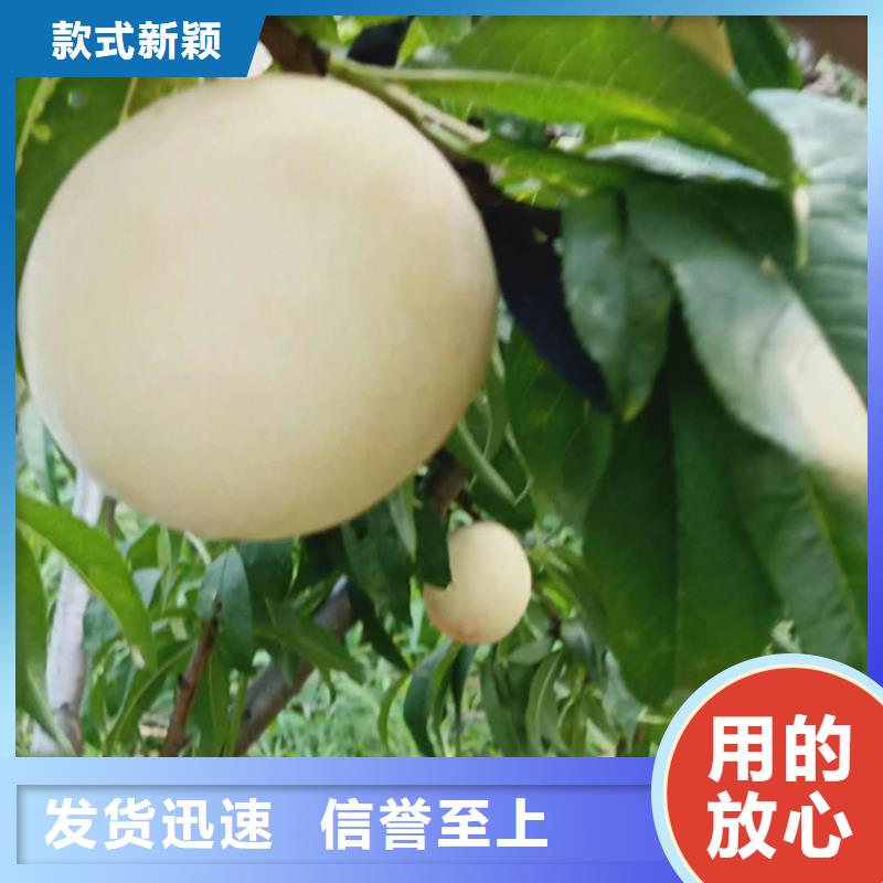 桃无花果苗追求细节品质