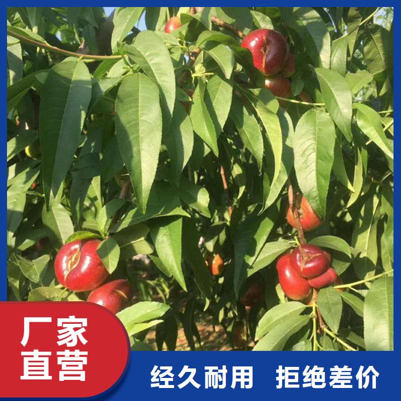 桃无花果苗追求细节品质