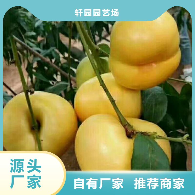 桃_板栗苗实体诚信经营