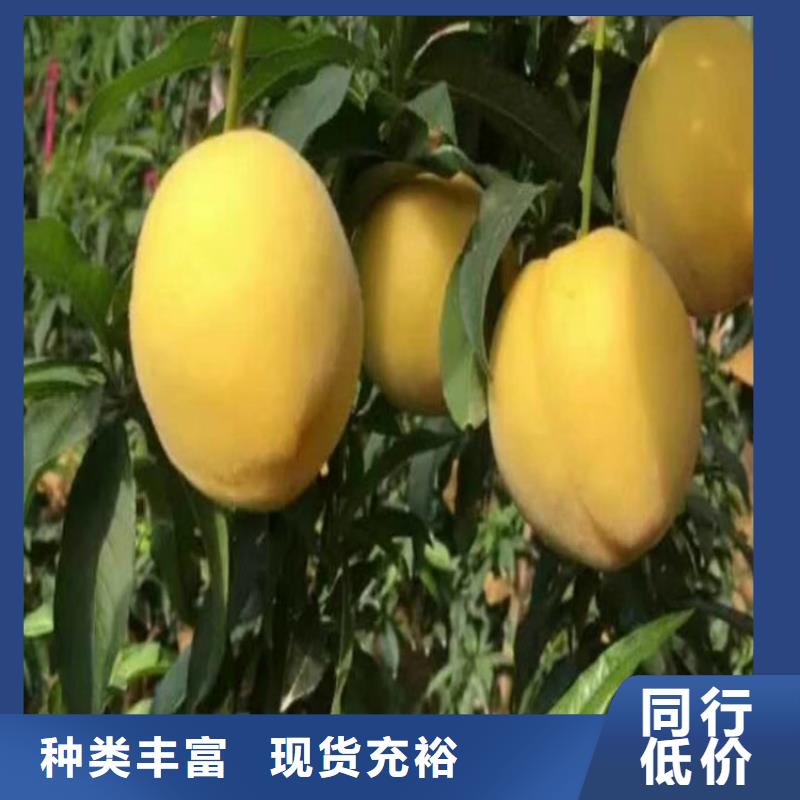 桃无花果苗规格型号全