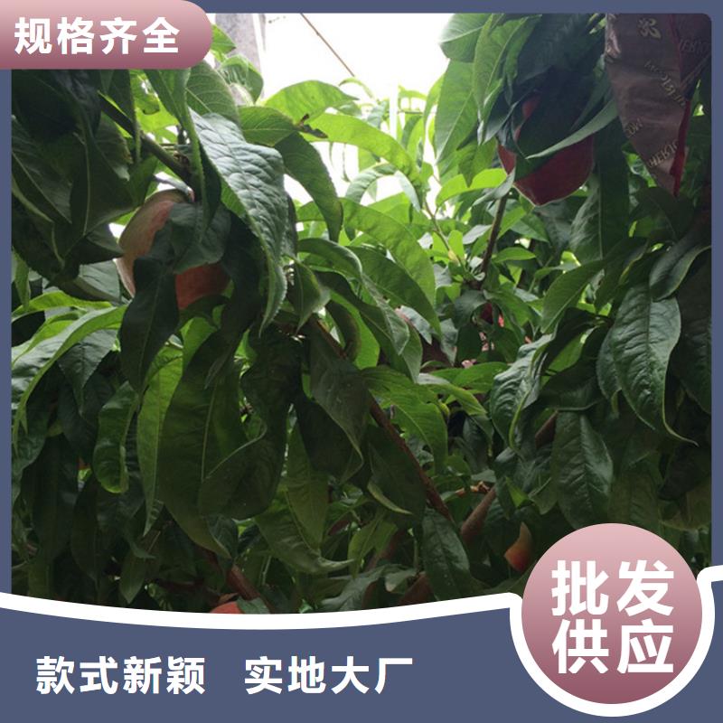 桃无花果苗追求细节品质