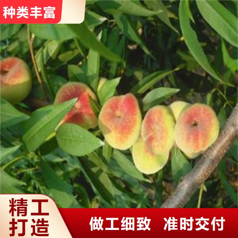 桃无花果苗追求细节品质