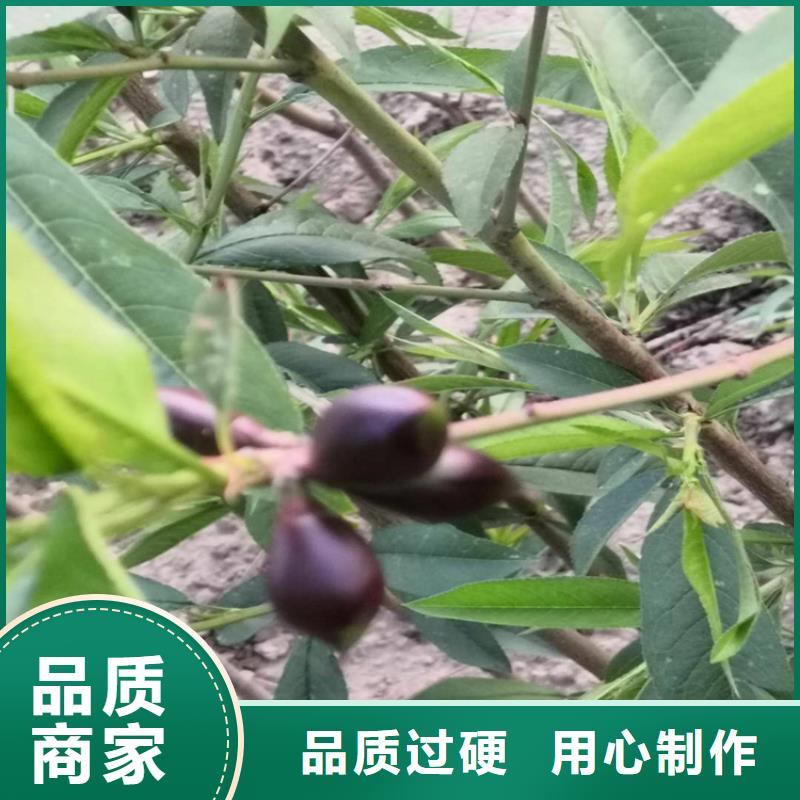 桃苹果苗用心制造