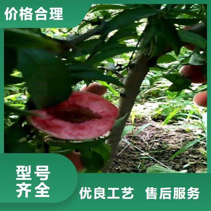 桃无花果苗追求细节品质