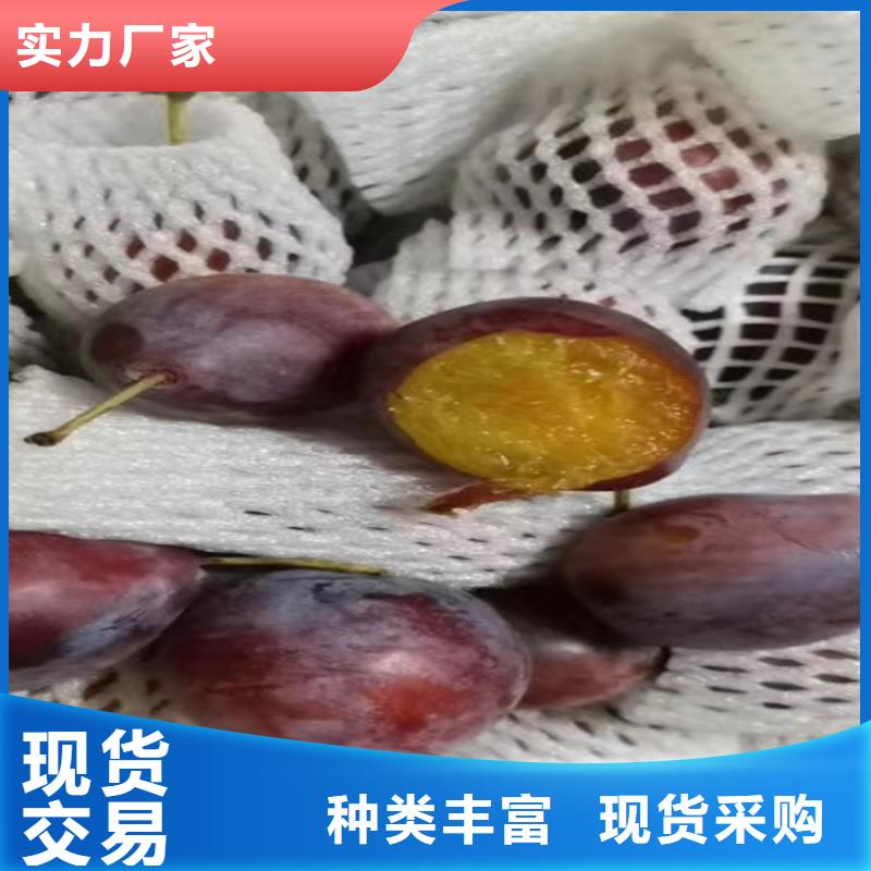 李子,【蓝莓苗】来图定制量大从优