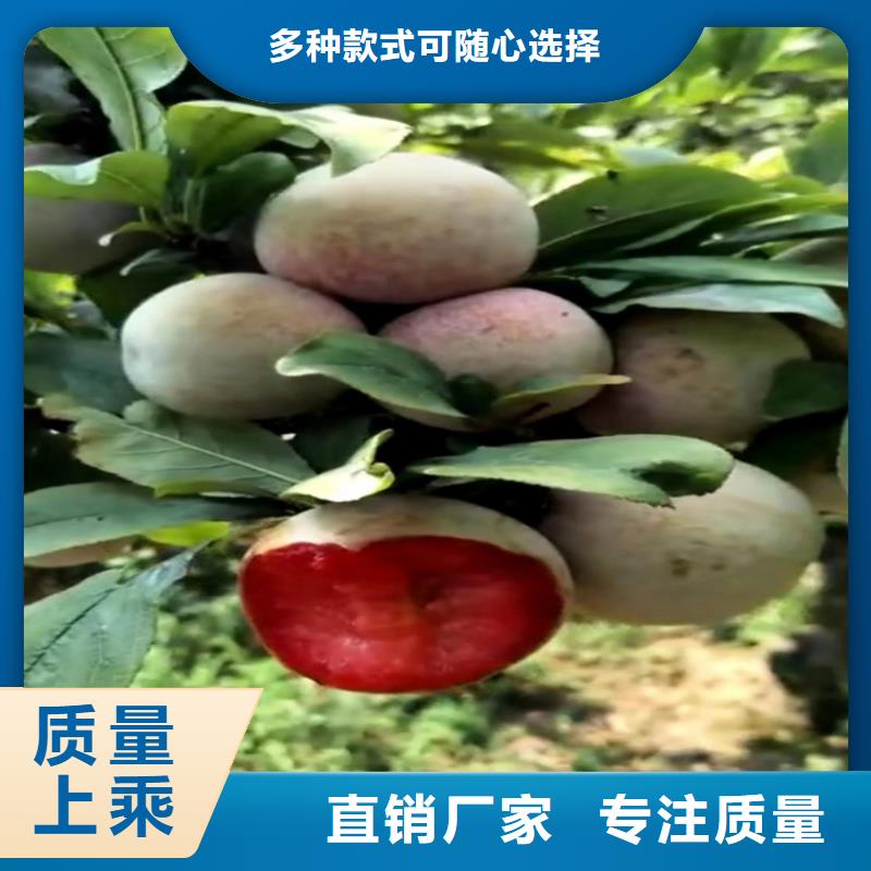 李子樱桃苗适用范围广