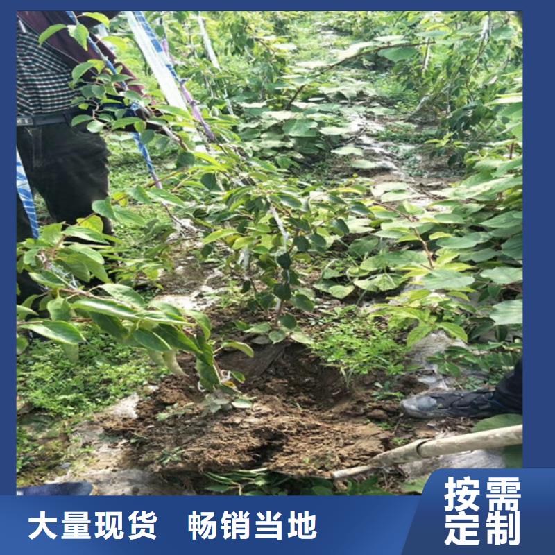 猕猴桃苹果苗无中间商厂家直销