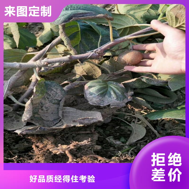 猕猴桃【无花果苗】精工细致打造