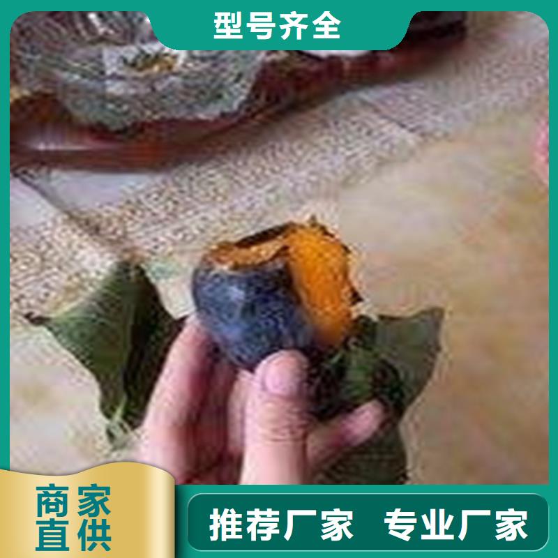 柿子桃树苗品类齐全