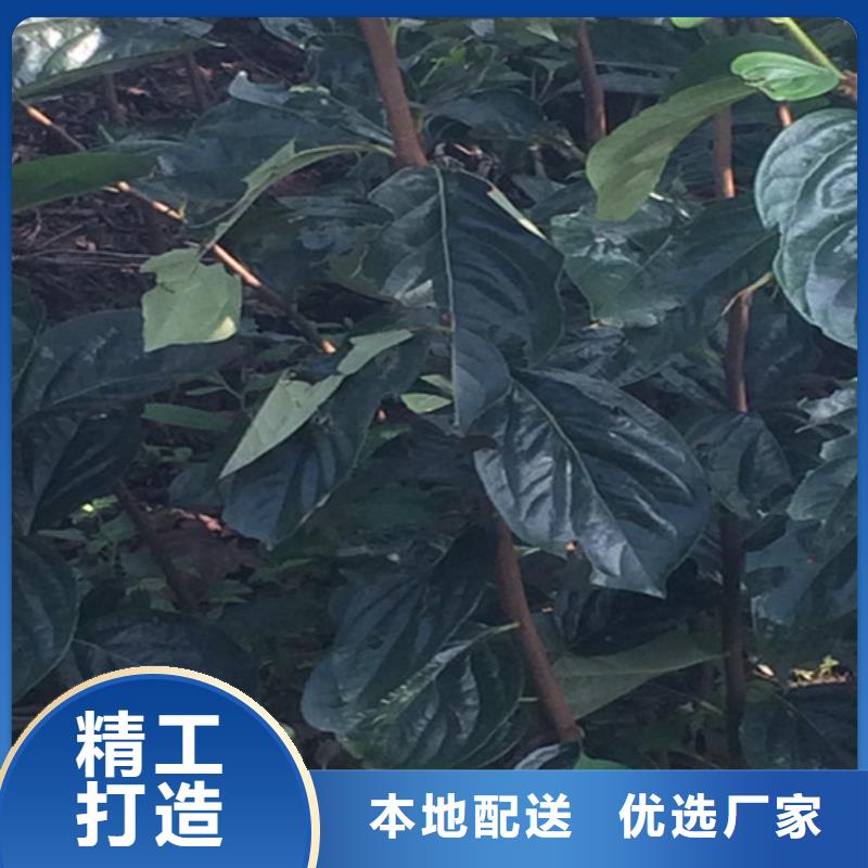 柿子蓝莓苗好品质经得住考验