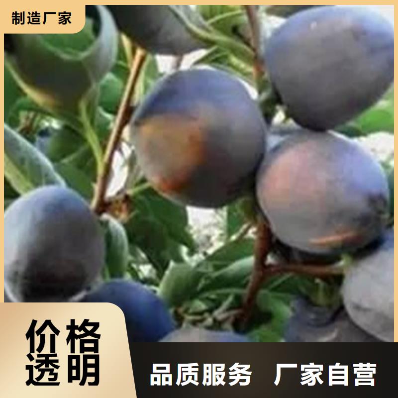 柿子樱桃苗把实惠留给您