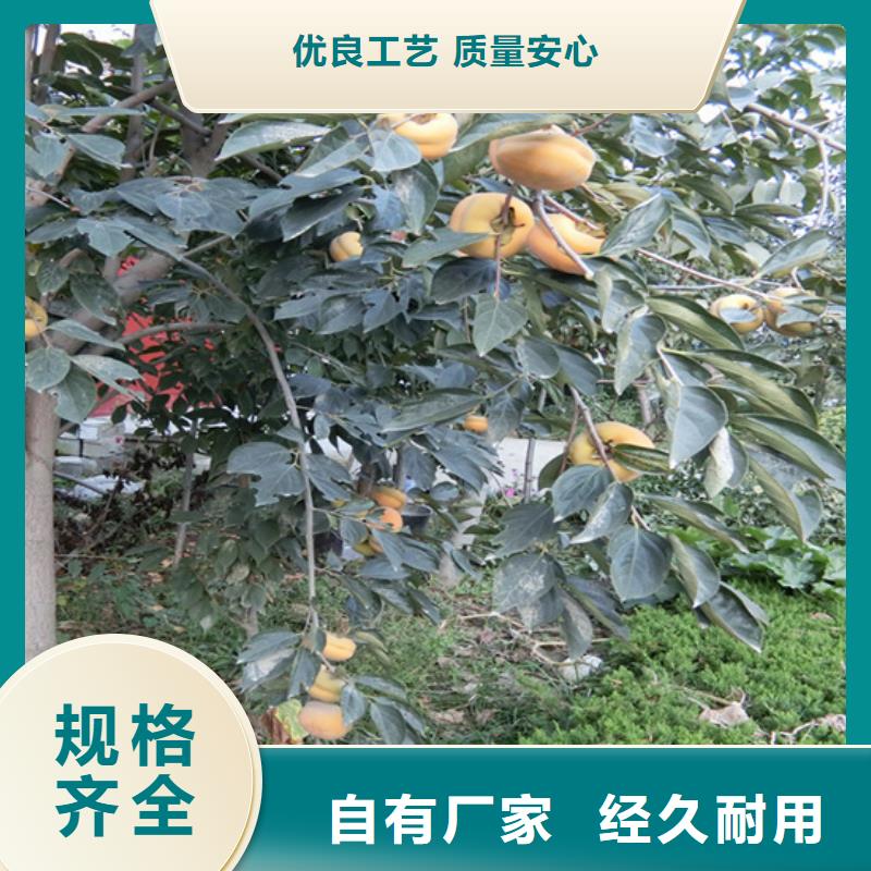 柿子-苹果苗品质值得信赖