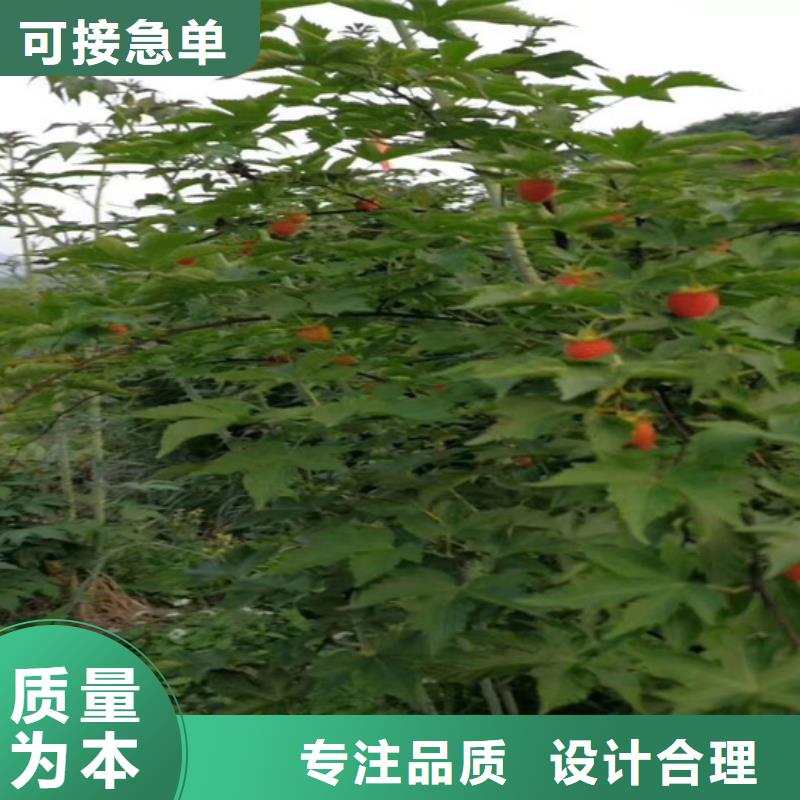 树莓无花果苗货源直供