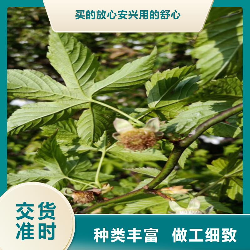 【树莓苹果苗厂家直销货源充足】