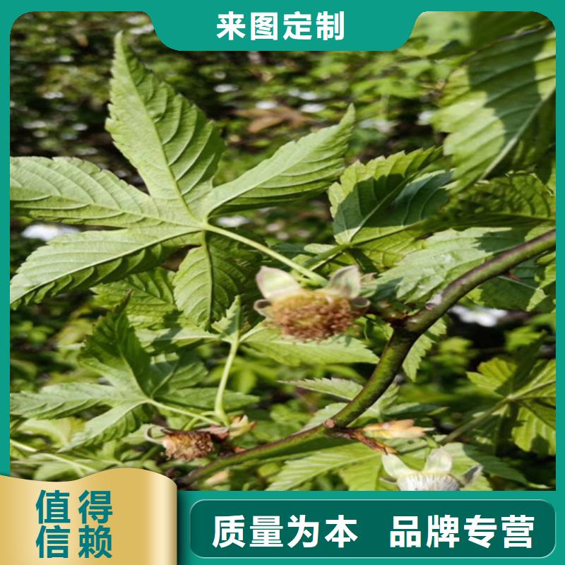 树莓梨树苗来图加工定制