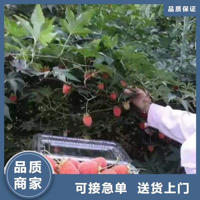 树莓苹果苗N年大品牌