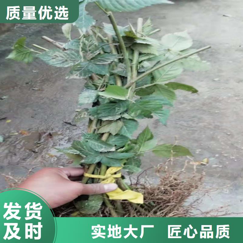 【树莓】无花果苗价格低